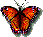 The butterfly, remember... ?